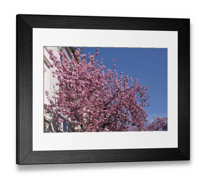 Framed Print : Japanese flowering cherry (Prunus serrulata) in Bonn's historic city centre Framed Print : Japanese flowering cherry (Prunus serrulata) in Bonn's historic city centre