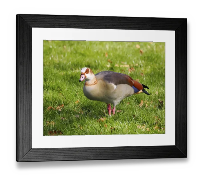 Framed Print : Egyptian goose (Alopochen aegyptiaca) in the municipal park Framed Print : Egyptian goose (Alopochen aegyptiaca) in the municipal park