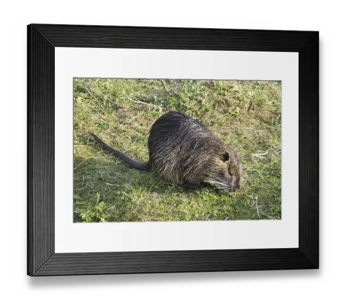 Framed Print : Nutria (Myocastor coypus) in the municipal park Framed Print : Nutria (Myocastor coypus) in the municipal park