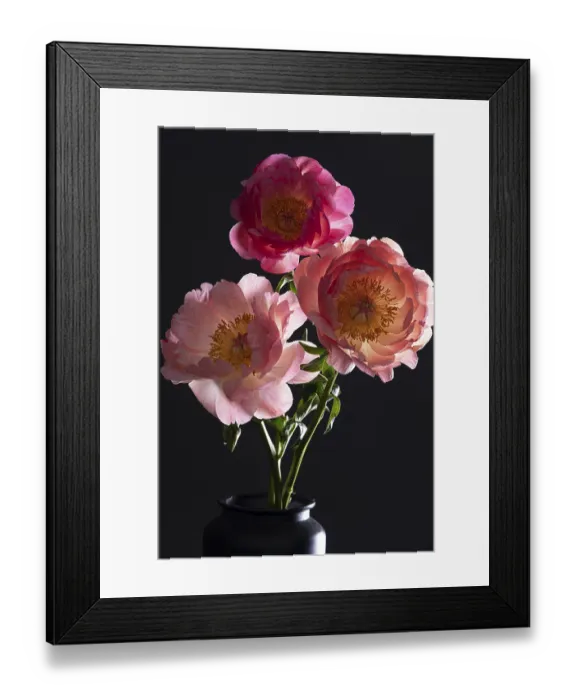 Framed Print : Peony (Paeonia lactiflora), Peony