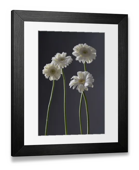 Framed Print : Gerbera, white, on dark background, still life Framed Print : Gerbera, white, on dark background, still life