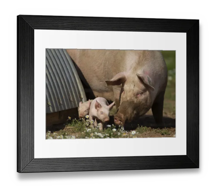Framed Print : Domestic pig (Sus scrofa domesticus) adult mother and juvenile baby piglet farm animals in a field outside of a pigsty