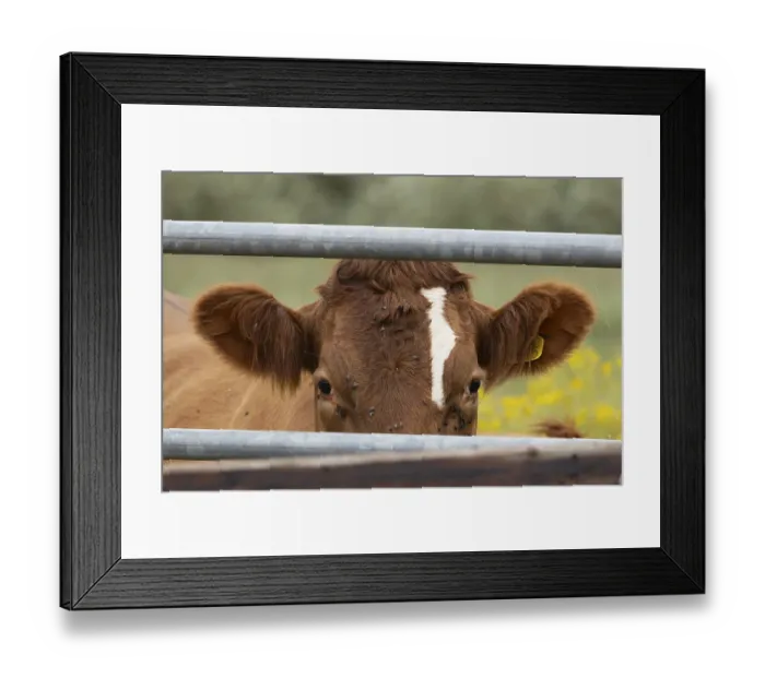 Framed Print : Domestic cattle or cow (Bos taurus) adult farm animal looking through a metal gate Framed Print : Domestic cattle or cow (Bos taurus) adult farm animal looking through a metal gate