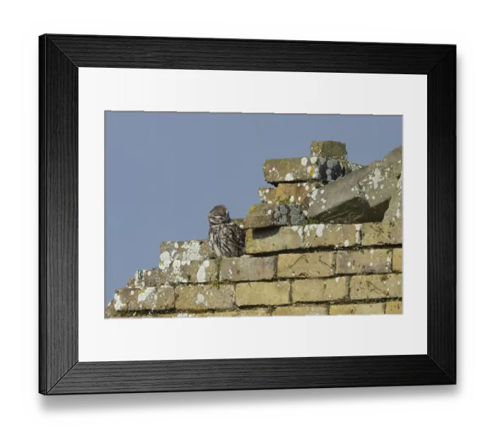 Framed Print : Little owl (Athene noctua) adult bird preening on bricks of an old building