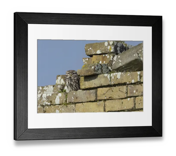Framed Print : Little owl (Athene noctua) adult bird resting on bricks of an old building