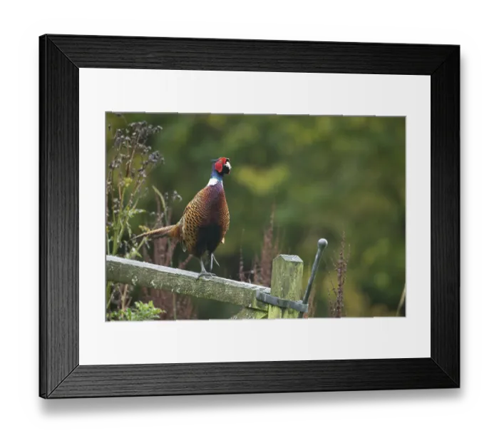 Framed Print : Common or Ringed-necked pheasant (Phasianus colchicus) adult male bird on a wooden gate Framed Print : Common or Ringed-necked pheasant (Phasianus colchicus) adult male bird on a wooden gate