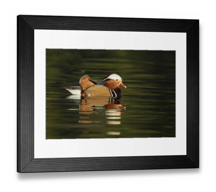 Framed Print : Mandarin duck (Aix galericulata) adult male bird on a lake Framed Print : Mandarin duck (Aix galericulata) adult male bird on a lake