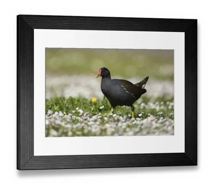 Framed Print : Common moorhen or Waterhen (Gallinula chloropus) adult bird on grass with daisy flowers in spring