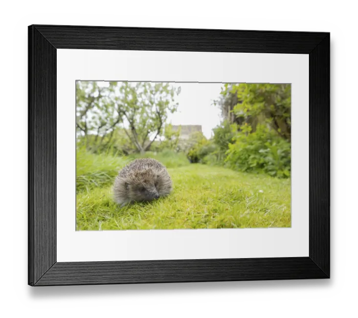 Framed Print : European hedgehog (Erinaceus europaeus)