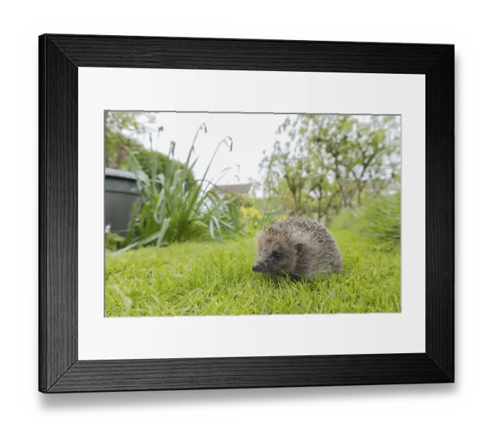 Framed Print : European hedgehog (Erinaceus europaeus)
