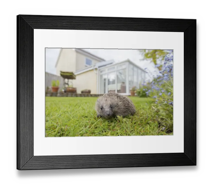 Framed Print : European hedgehog (Erinaceus europaeus)