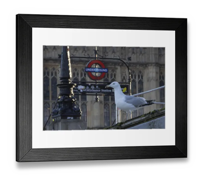 Framed Print : Herring gull (Larus argentatus) adult bird outside Westminster underground station