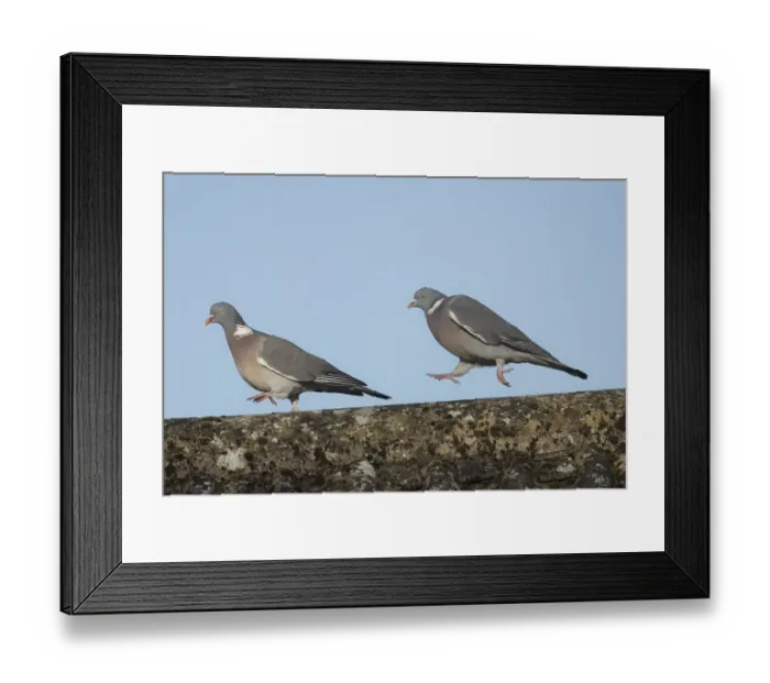 Framed Print : Wood pigeon (Columba palumbus) Framed Print : Wood pigeon (Columba palumbus)