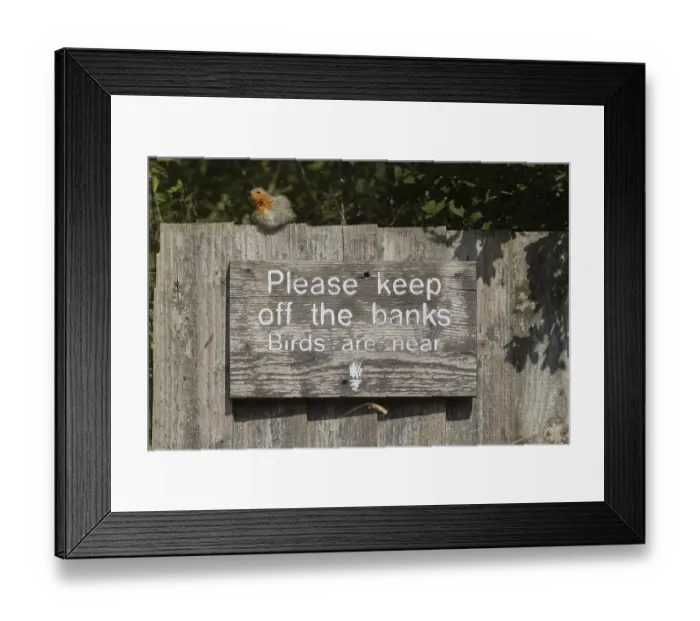 Framed Print : European robin (Erithacus rubecula) adult bird on a sign at a wildlife trust site