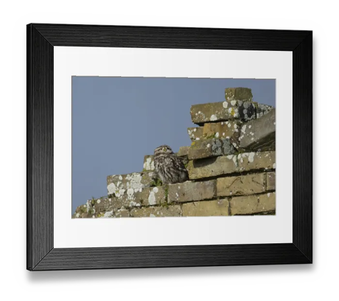 Framed Print : Little owl (Athene noctua) adult bird on an old brick building Framed Print : Little owl (Athene noctua) adult bird on an old brick building