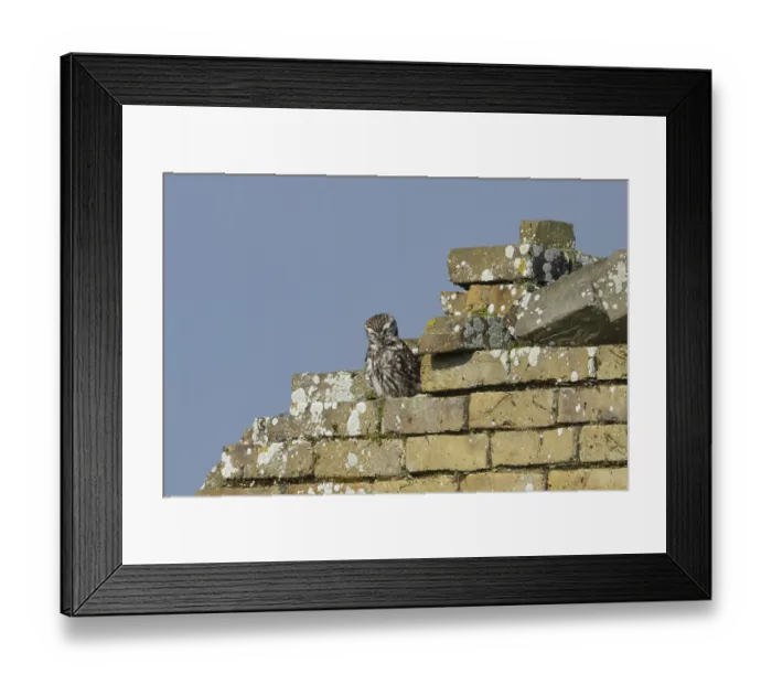 Framed Print : Little owl (Athene noctua) adult bird preening on an old brick building