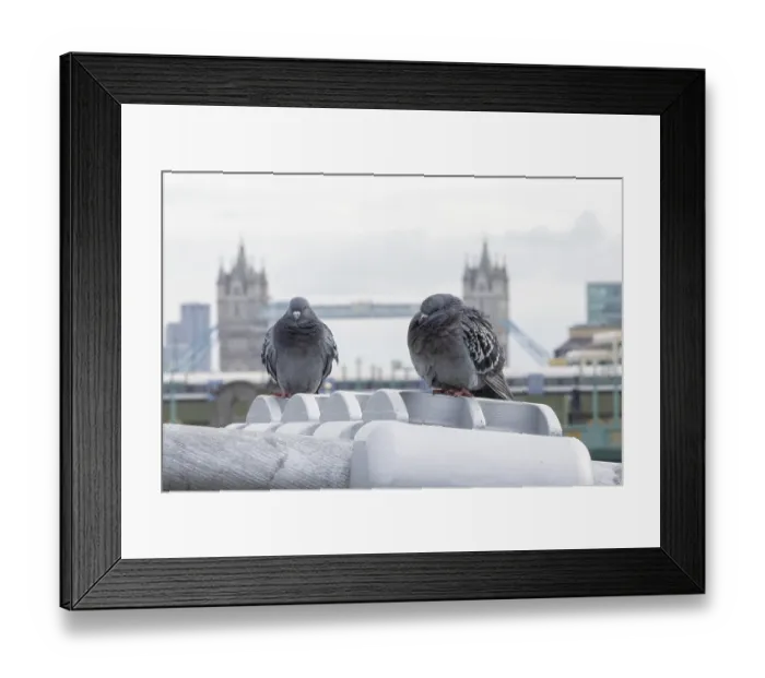Framed Print : Feral pigeon (Columba livia domestica) two adult birds on the Millenium bridge with Tower bridge in the background Framed Print : Feral pigeon (Columba livia domestica) two adult birds on the Millenium bridge with Tower bridge in the background