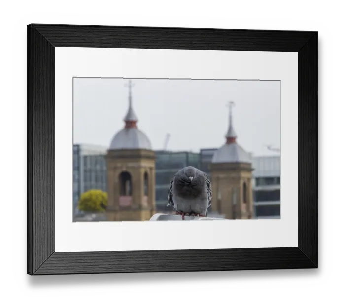 Framed Print : Feral pigeon (Columba livia domestica) Framed Print : Feral pigeon (Columba livia domestica)