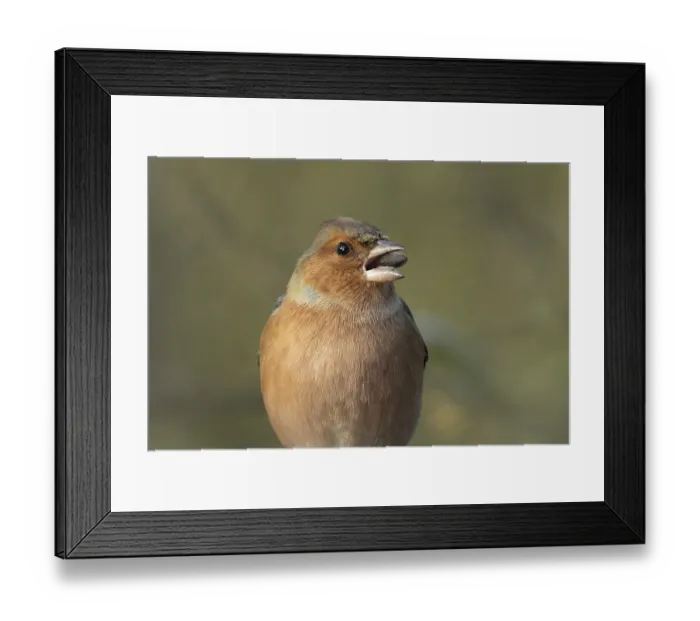 Framed Print : Eurasian chaffinch (Fringilla coelebs) adult male bird feeding on a sunflower seed Framed Print : Eurasian chaffinch (Fringilla coelebs) adult male bird feeding on a sunflower seed