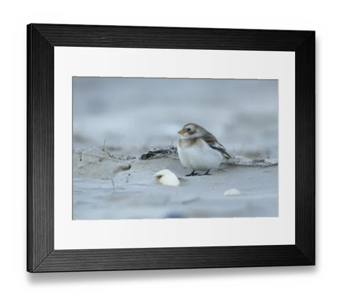 Framed Print : Snow bunting (Plectrophenax nivalis) adult bird on a beach