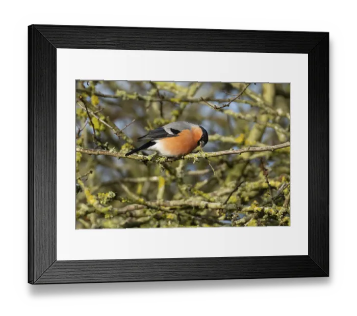 Framed Print : Eurasian bullfinch (Pyrrhula pyrrhula) adult male bird feeding on a tree branch in a hedgerow in winter Framed Print : Eurasian bullfinch (Pyrrhula pyrrhula) adult male bird feeding on a tree branch in a hedgerow in winter