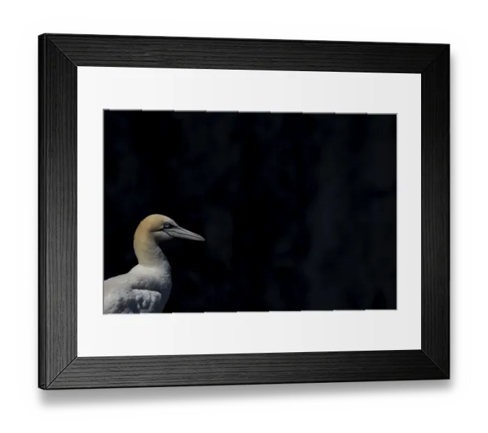 Framed Print : Northern gannet (Morus bassanus) adult sea bird head portrait Framed Print : Northern gannet (Morus bassanus) adult sea bird head portrait