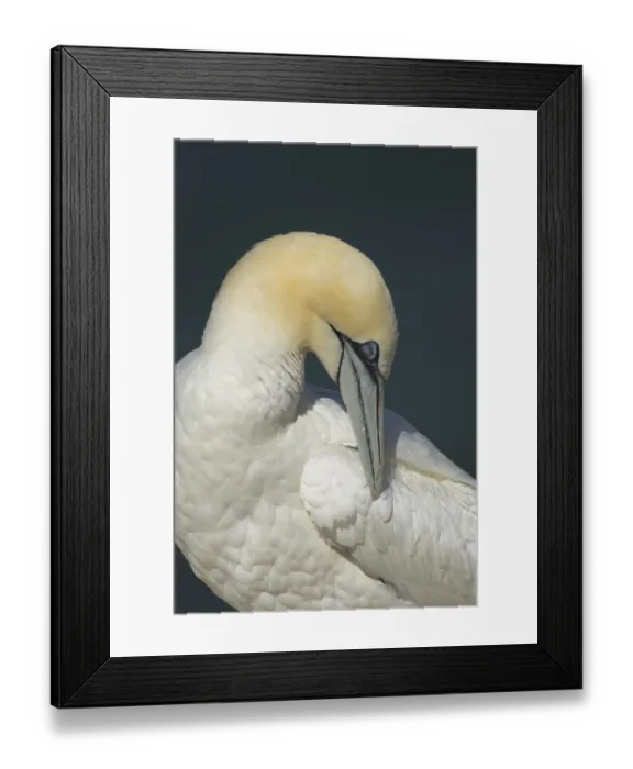 Framed Print : Northern gannet (Morus bassanus) adult sea bird preening its wing feathers Framed Print : Northern gannet (Morus bassanus) adult sea bird preening its wing feathers