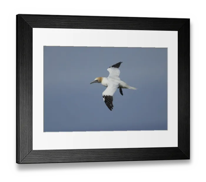 Framed Print : Northern gannet (Morus bassanus) adult sea bird in flight