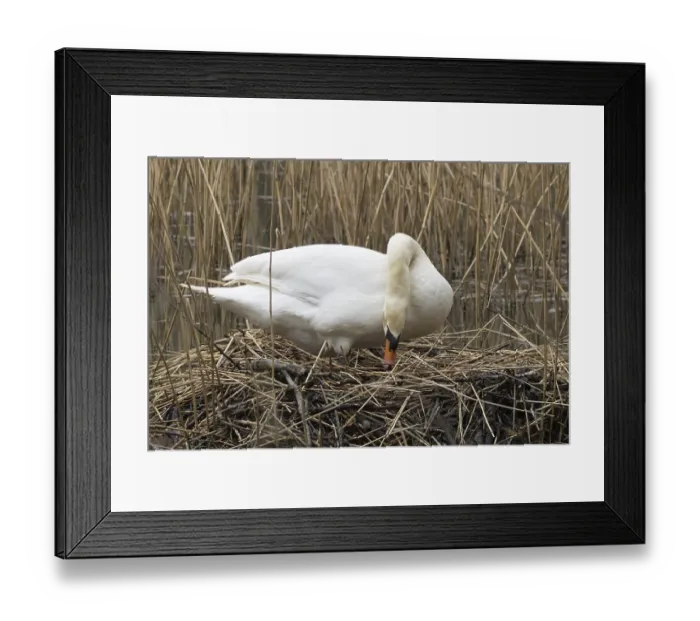 Framed Print : Mute swan (Cygnus olor) adult bird on a nest on a lake in springtime