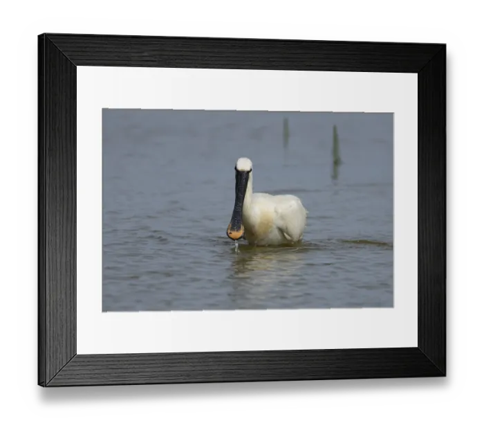 Framed Print : Eurasian spoonbill (Platalea leucorodia) adult bird feeding in a shallow lagoon Framed Print : Eurasian spoonbill (Platalea leucorodia) adult bird feeding in a shallow lagoon