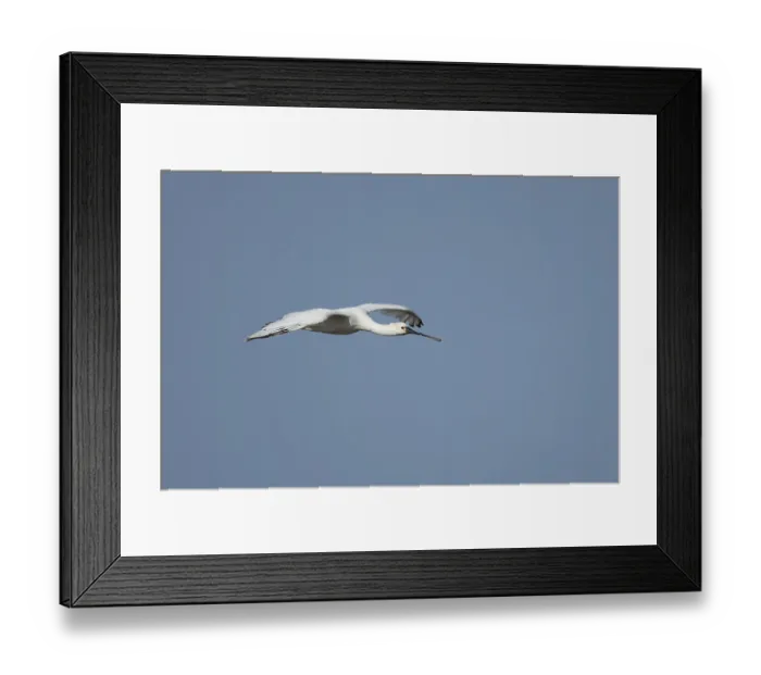 Framed Print : Eurasian spoonbill (Platalea leucorodia) adult bird flying in a blue sky