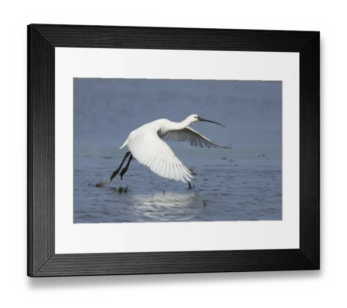 Framed Print : Eurasian spoonbill (Platalea leucorodia) adult bird taking off in flight from a shallow lagoon