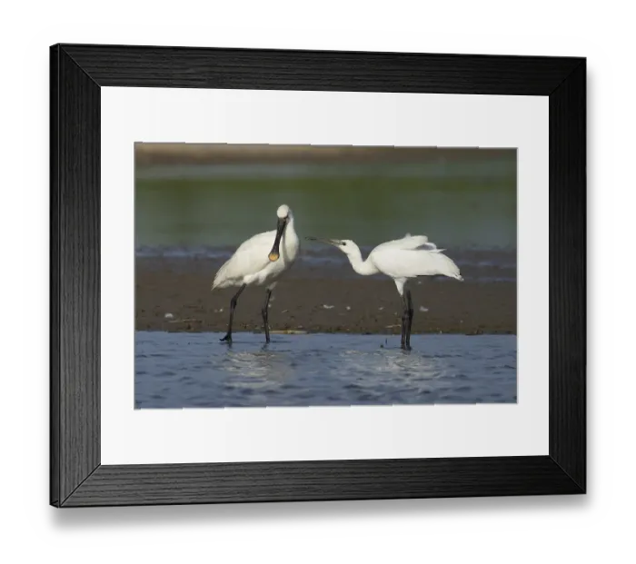 Framed Print : Eurasian spoonbill (Platalea leucorodia) two birds adult bird and juvenile bird begging for food in a shallow lagoon Framed Print : Eurasian spoonbill (Platalea leucorodia) two birds adult bird and juvenile bird begging for food in a shallow lagoon