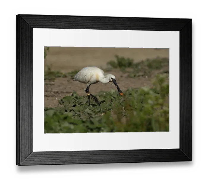 Framed Print : Eurasian spoonbill (Platalea leucorodia) adult bird with a stick in its beak