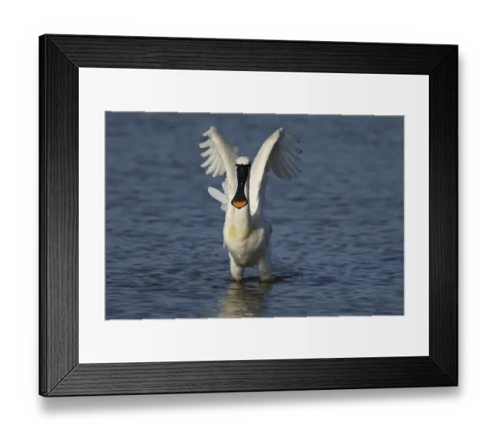 Framed Print : Eurasian spoonbill (Platalea leucorodia) adult bird in a shallow lagoon