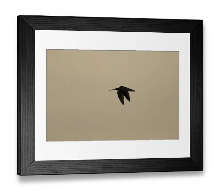 Framed Print : Eurasian curlew (Numenius arquata) silhouette of an adult wading bird flying at sunset