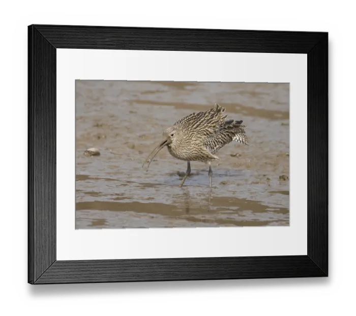 Framed Print : Eurasian curlew (Numenius arquata) adult wading bird calling on a mudflat Framed Print : Eurasian curlew (Numenius arquata) adult wading bird calling on a mudflat