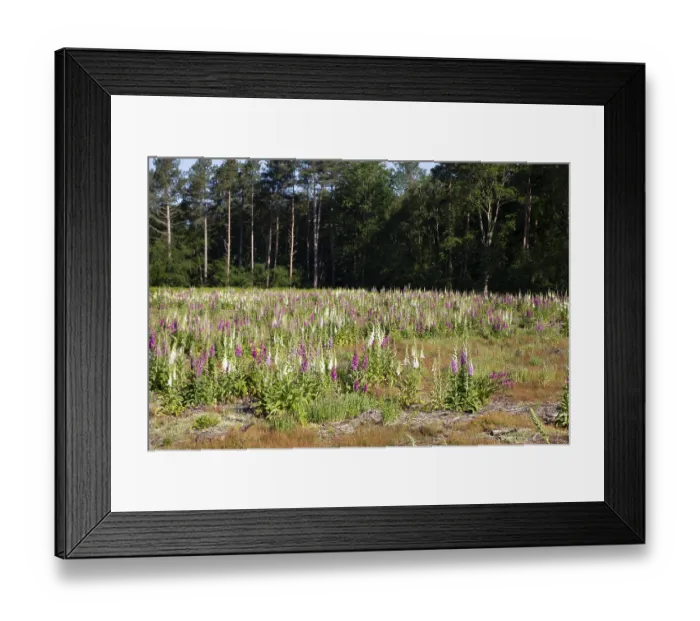 Framed Print : Foxglove (Digitalis purpurea) flowers in a woodland in summer