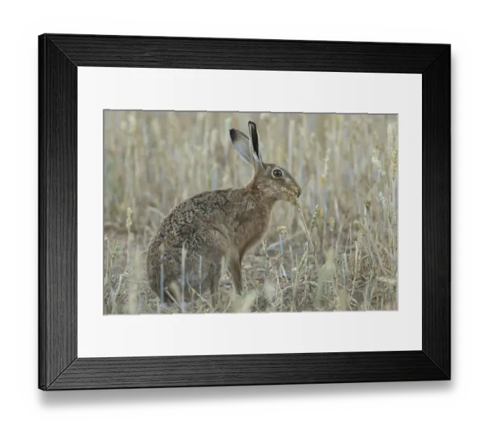 Framed Print : European brown hare (Lepus europaeus) adult animal eating a wheat sheath in a farmland field in the summer Framed Print : European brown hare (Lepus europaeus) adult animal eating a wheat sheath in a farmland field in the summer