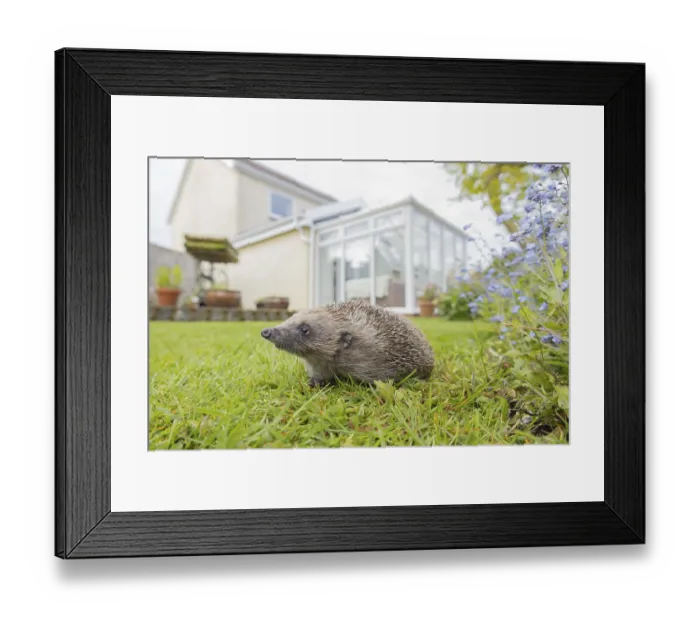 Framed Print : European hedgehog (Erinaceus europaeus) adult on a garden grass lawn with a house in the background