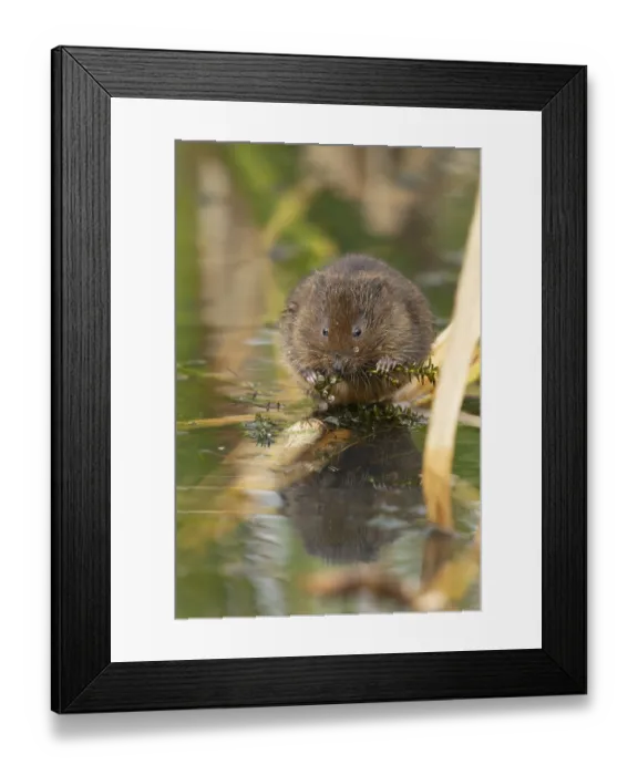 Framed Print : Water vole (Arvicola amphibius) adult animal eating pond weed on a lake in the summer Framed Print : Water vole (Arvicola amphibius) adult animal eating pond weed on a lake in the summer