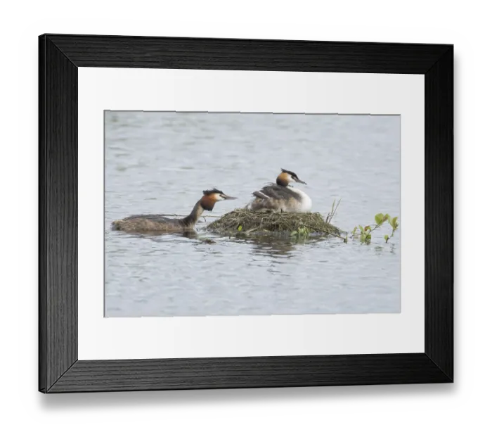Framed Print : Great crested grebe (Podiceps cristatus)
