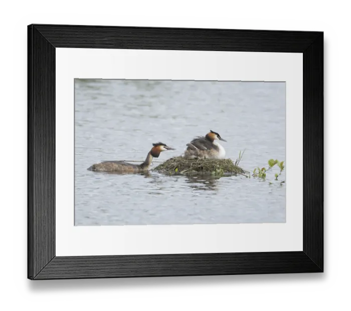 Framed Print : Great crested grebe (Podiceps cristatus) Framed Print : Great crested grebe (Podiceps cristatus)