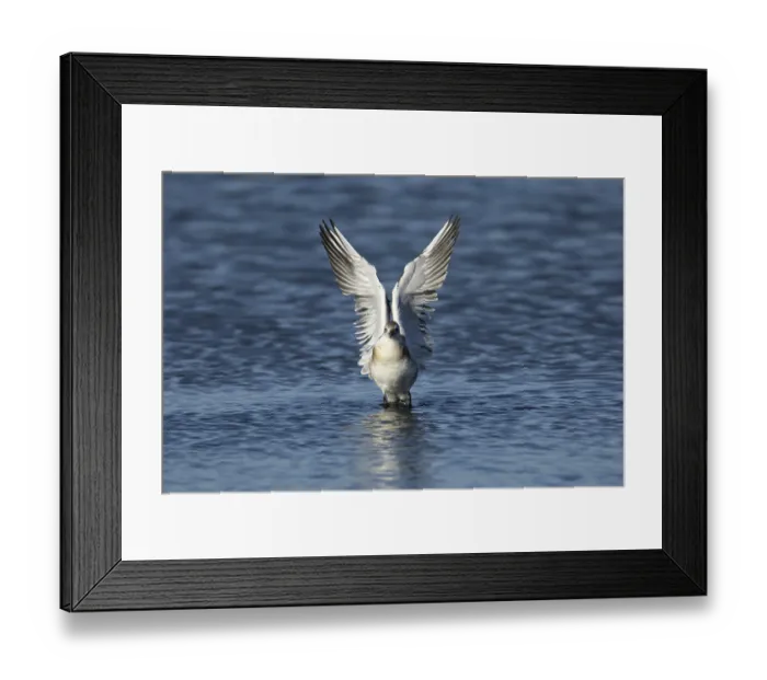 Framed Print : Black headed gull (Chroicocephalus ridibundus) juvenile bird taking off in flight from a lagoon