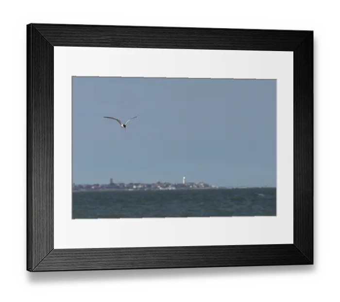 Framed Print : Common tern (Sterna hirundo) adult bird in flight over the sea with the town of Southwold in the background