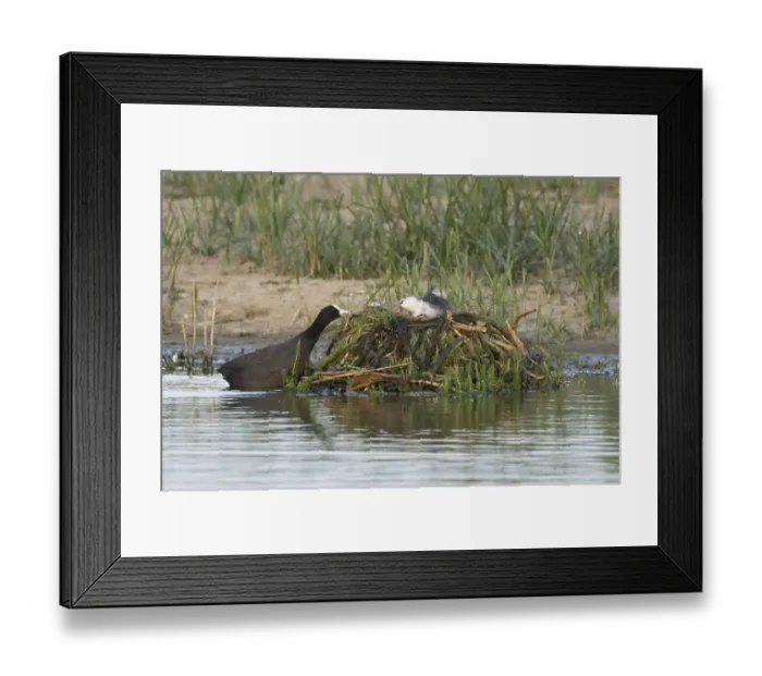 Framed Print : Eurasian coot (Fulica atra) adult parent bird and a juvenile baby bird on a nest on a lake