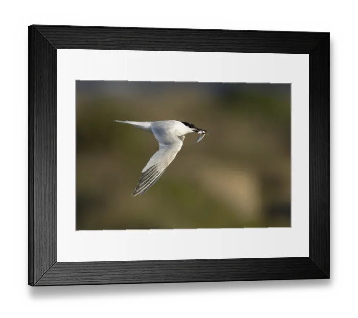 Framed Print : Sandwich tern (Thalasseus sandvicensis) adult bird with a fish in its beak in flight
