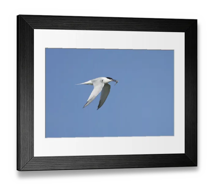 Framed Print : Sandwich tern (Thalasseus sandvicensis) adult bird with a fish in its beak in flight in a blue sky