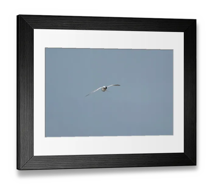 Framed Print : Sandwich tern (Thalasseus sandvicensis) adult bird preening in flight in a blue sky