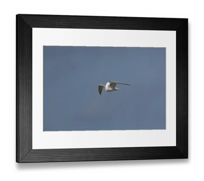 Framed Print : Sandwich tern (Thalasseus sandvicensis) adult bird preening in flight in a blue sky Framed Print : Sandwich tern (Thalasseus sandvicensis) adult bird preening in flight in a blue sky